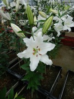 [4355 Sisto VWS No01.JPG]